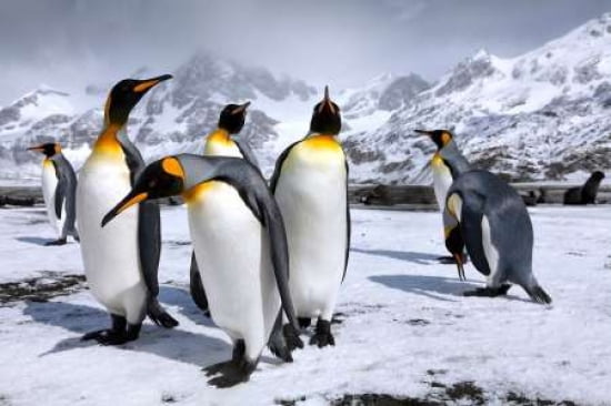 Kings At Right Whal