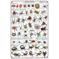 thumbnail image 2 of Laminated Arachnida Spiders Educational Science Chart Poster Laminated Poster 24 x 36in, 2 of 3