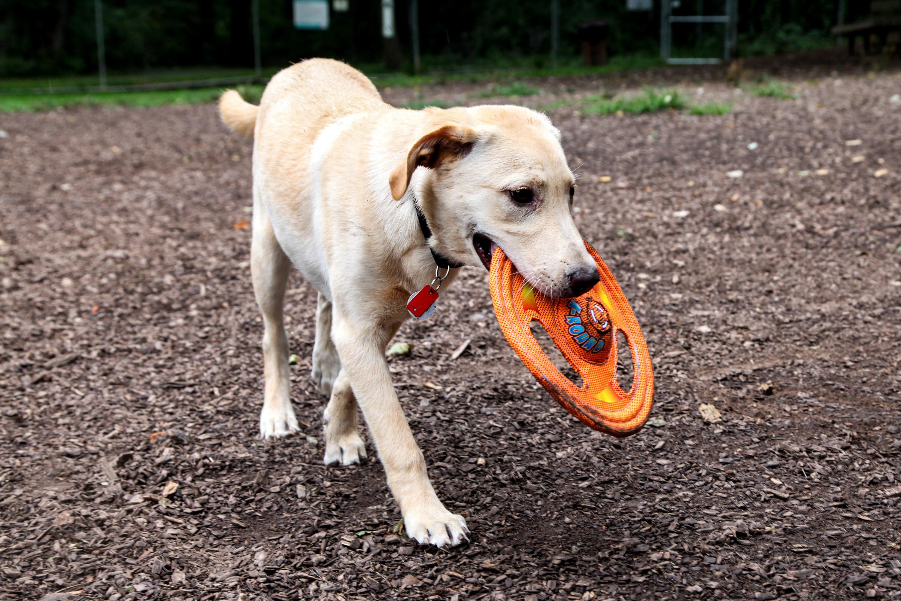 Hartz Tuff Stuff Toss Around Plush Frisbee Flyer Dog Toy, 1ct