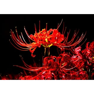 26'' Artificial Spider Lily Flowers Lycoris Radiata with Long Stem Real  Touch Fake Flowers for Indoor Outdoor Home Garden Decoration 