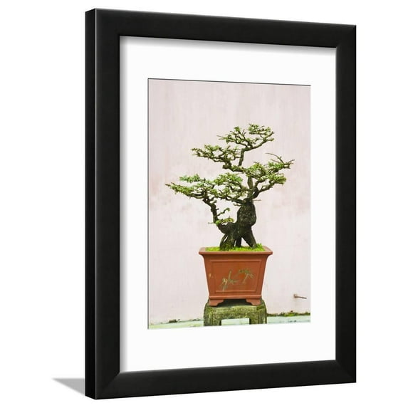 CloseUp of a Bonzai Tree at Thien Mu Pagoda, Hue, Vietnam, Indochina, Southeast Asia, Asia Framed Print Wall Art by Matthew WilliamsEllis Sold by Art.Com