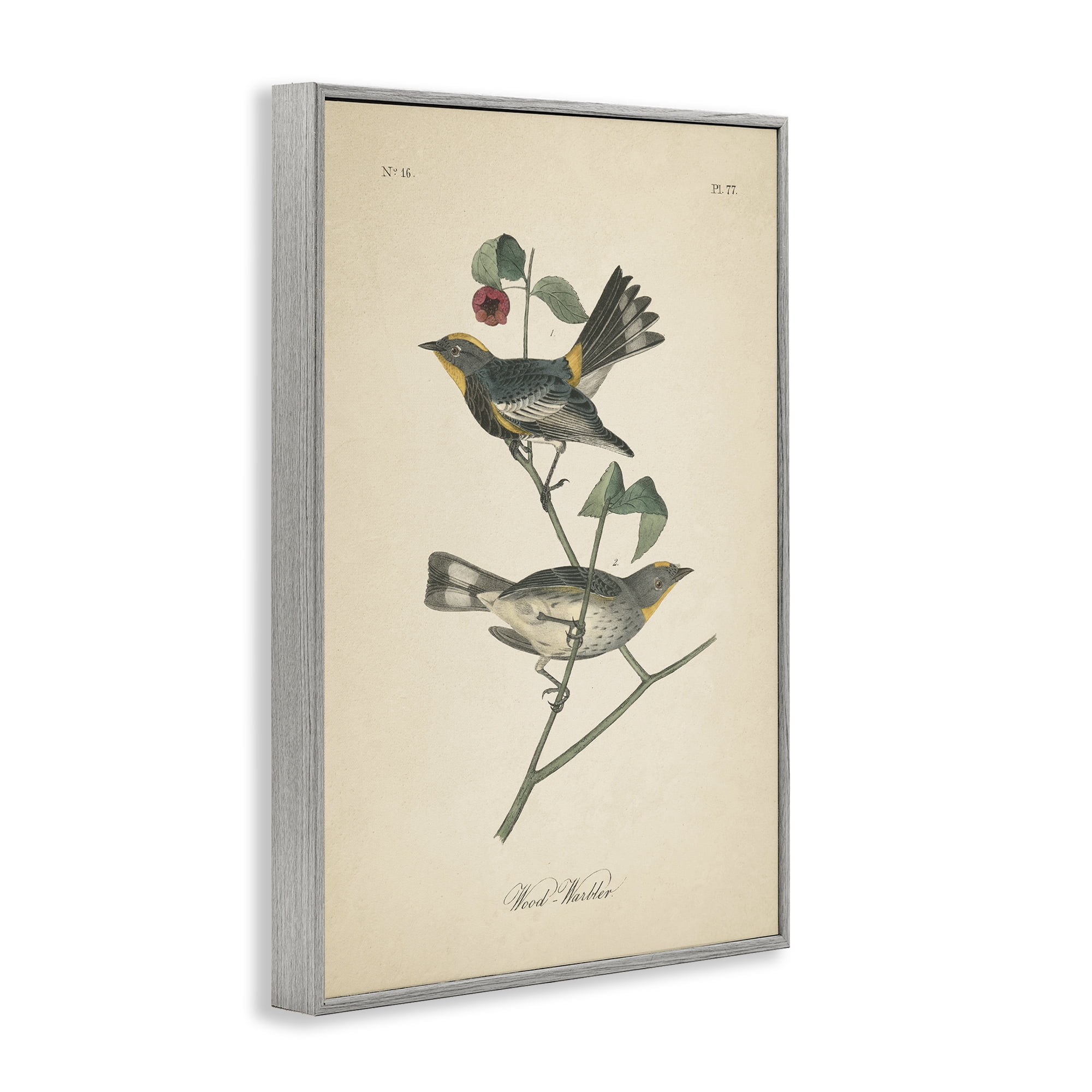 Stupell Industries Vintage Warbler Page Animals & Insects Painting Gray Framed Art Print Wall Art, 20 x 30