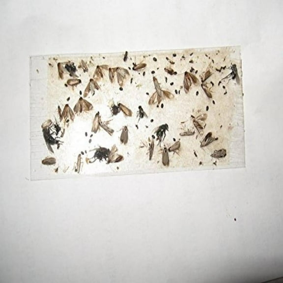 70 pk ALL Insect / Fly Traps / Sticky Strips / Glue Boards. Trap Flies, bees, wasps, asian beetles, etc.