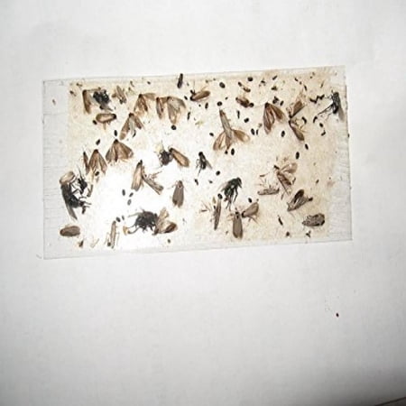 70 pk ALL Insect / Fly Traps / Sticky Strips / Glue Boards. Trap Flies bees wasps asian beetles etc.