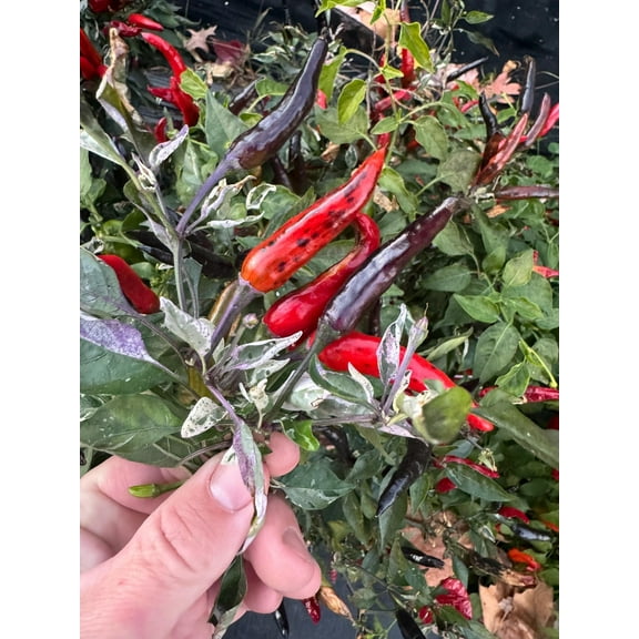 Pickles Blood Purple Variegated Chile Pepper Premium Seeds for Planting