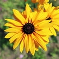 thumbnail image 4 of Back to the Roots Organic Daisy 'Rudbeckia Gloriosa Double', 1 Seed packet, 4 of 9