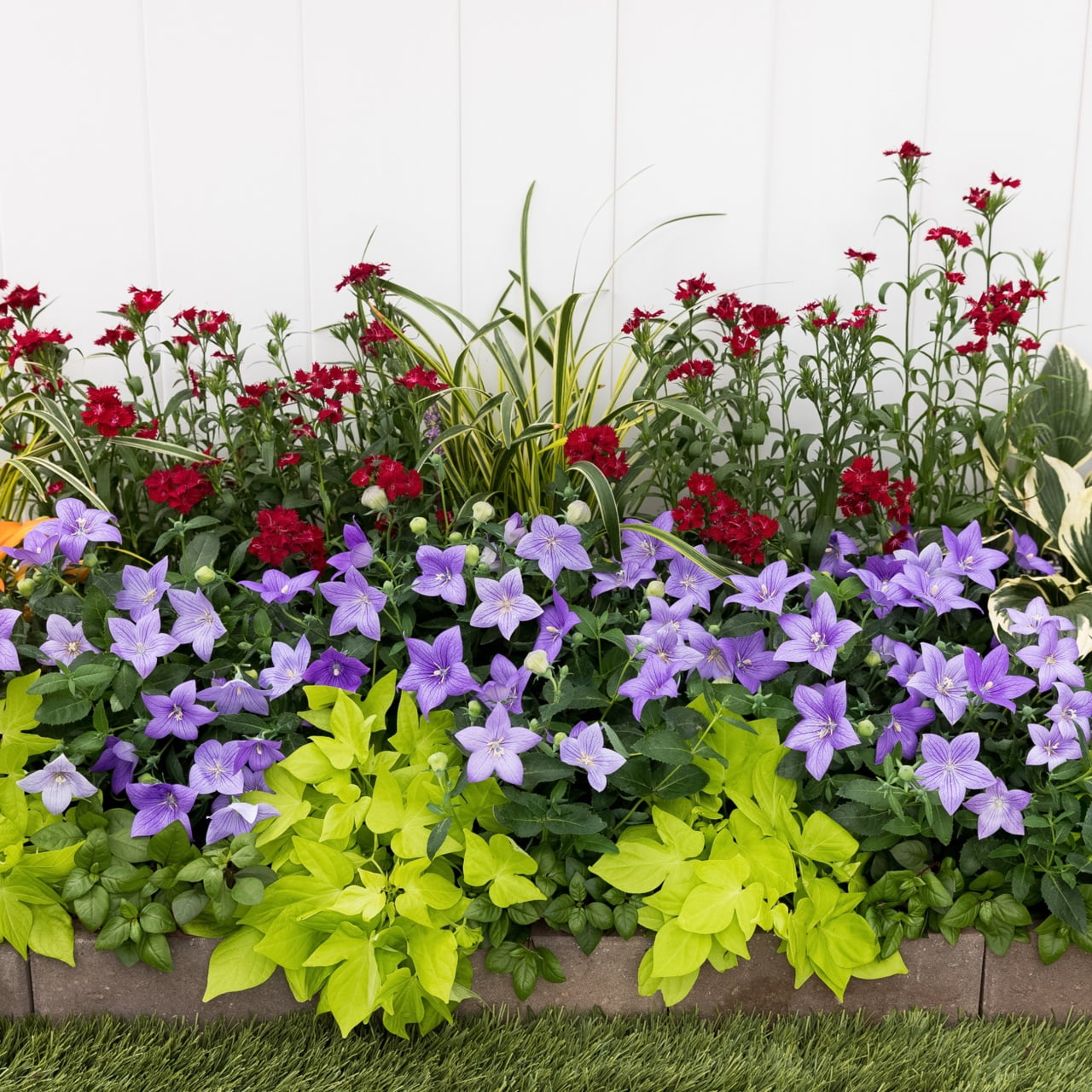 Expert Gardener 2.5QT Purple Platycodon Live Perennial Plant Sun 3-Pack