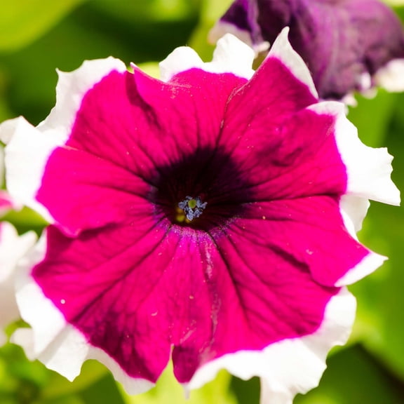 Petunia Hulahoop Series Velvet ~25 Seeds – Pelleted Grandiflora Mix, 3" Bicolored Picotee Blooms, 98–105 Days, Annual for Zones 6-11, Easy Container Flower