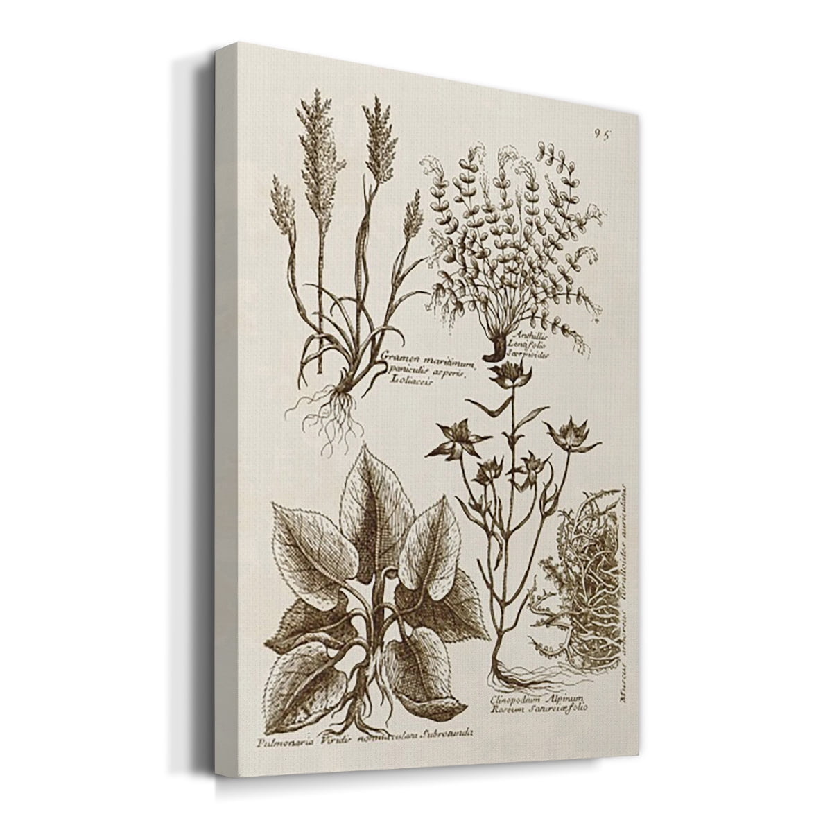 Sepia Botanical Journal VII Premium Gallery Wrapped Canvas - Ready to Hang