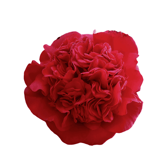 Professor Sargent Camellia Live Shrub, 2 Gallon Pot, Evergreen Flowering Camellia with Red Blooms