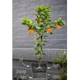 thumbnail image 6 of Gardenera Labs Citrus Tree Potting Soil Mix, Special Blend for Indoor Oranges, Lemons, Limes and More - (5 Quart Bag), 6 of 6