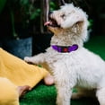 thumbnail image 5 of KBOOK Reflective Dog Collar for Small Medium Large Dogs Adjustable Dog Collars with Locking Buckle(Red,L), 5 of 7