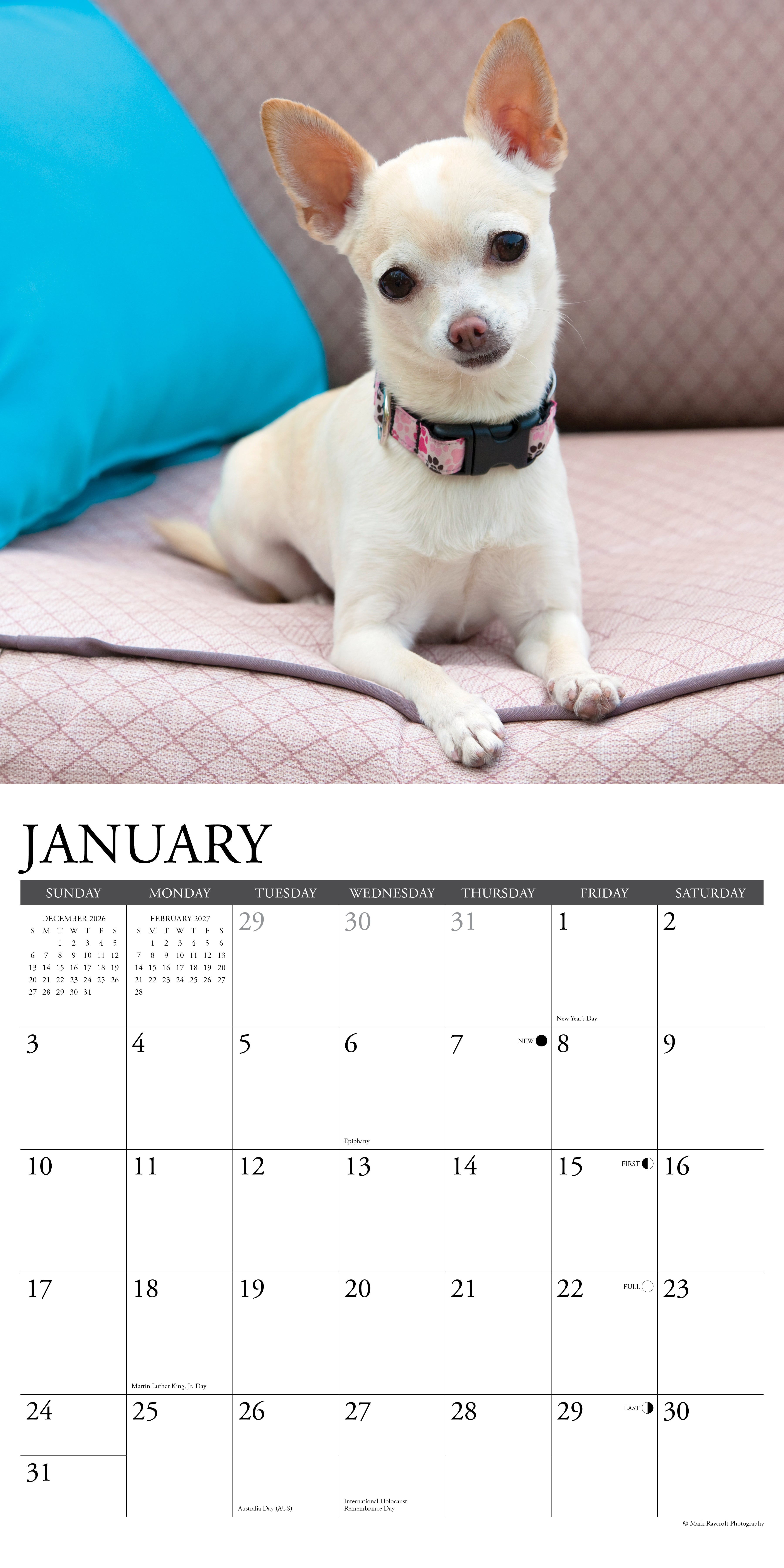 Willow Creek Press, Chihuahuas 2027 Wall Calendar