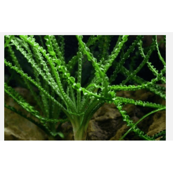 Crinum Calamistratum Live Aquarium Plant – Easy Care Freshwater Aquatic Plant