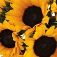 Sunflower Yellow Fresh Cut Flowers 40 Stems by Bloomingmore