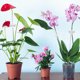 thumbnail image 4 of unbranded 20Jgo Estacas Para Plantas De Acrílico Con Soporte Para Y Enredaderas En Jardín, 4 of 8