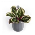 thumbnail image 1 of Maceta Colgante Pequeña WALLY Gris MAWPGRSM-GR, 1 of 3