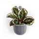 thumbnail image 1 of Maceta Colgante Pequeña WALLY Gris MAWPGRSM-GR, 1 of 3