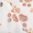 thumbnail image 4 of 2 Pièces Molleton Doux Chaud Couverture Tapis de Lit Coussin de Couverture pour Chien Chat Chiot Animal, 4 of 9