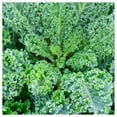 thumbnail image 3 of Everwilde Farms - 500 Dwarf Blue Curled Scotch Kale Seeds - Gold Vault Jumbo Bulk Seed Packet, 3 of 5