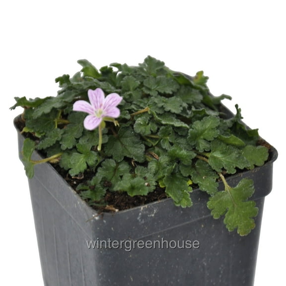 Erodium X Variabile āFlore Plenoā, Flore Pleno, Heron's Bill - Pot Size: 3" (2.6x3.5") - Alpine Plants, Flowering Plants
