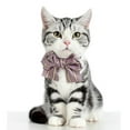 thumbnail image 2 of TISHITA Small Medium Dogs Adjustable Collar with Bowtie, Daily Dog Grooming Costumes Pink S, 2 of 8