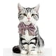 thumbnail image 2 of Collares para mascotas con pajarita - Collar mediano para perros y gatos Collar de rayas ajustable Rosa S, 2 of 9