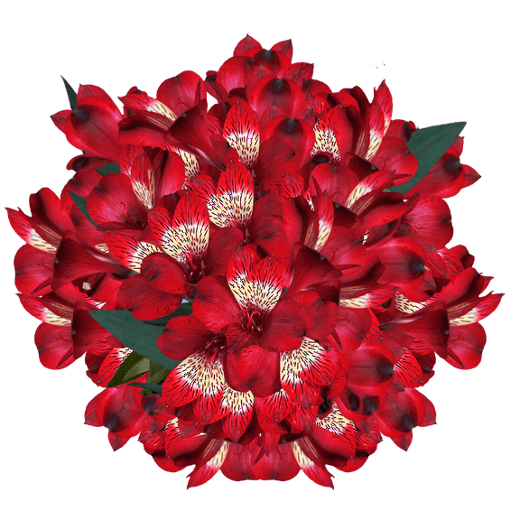 80 Stems of Super Select Red Alstroemerias- Beautiful Fresh Cut Flowers- Express Delivery