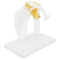 thumbnail image 3 of Modelo de articulación del hombro, modelo de articulación del hombro anatómico humano de tamaño natural 1:1 Modelo de anatomía del hombro Rendimiento sólido, 3 of 8