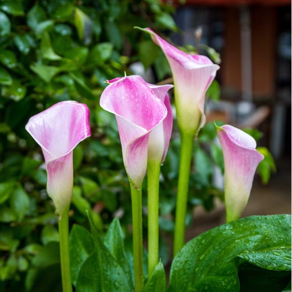 Easy to Grow Calla Pink Melody 3 Plant Bulbs, Pink White Bicolor Blooms Summer Full Sun