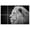 Color 4, variant on 8 Pack Art Acoustic Panels Sound Absorbing Lion portrait jungle forest Decorative Soundproof Wall Panels Self Adhesive for Recording Studios Office 48"x32"