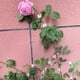 thumbnail image 1 of Clips para plantas de 100 Uds., autoadhesivos, pared de vid, ajustables, montaje en pared, fijación invisible, bridas para cables ShuxiuWang 8390611665180, 1 of 1