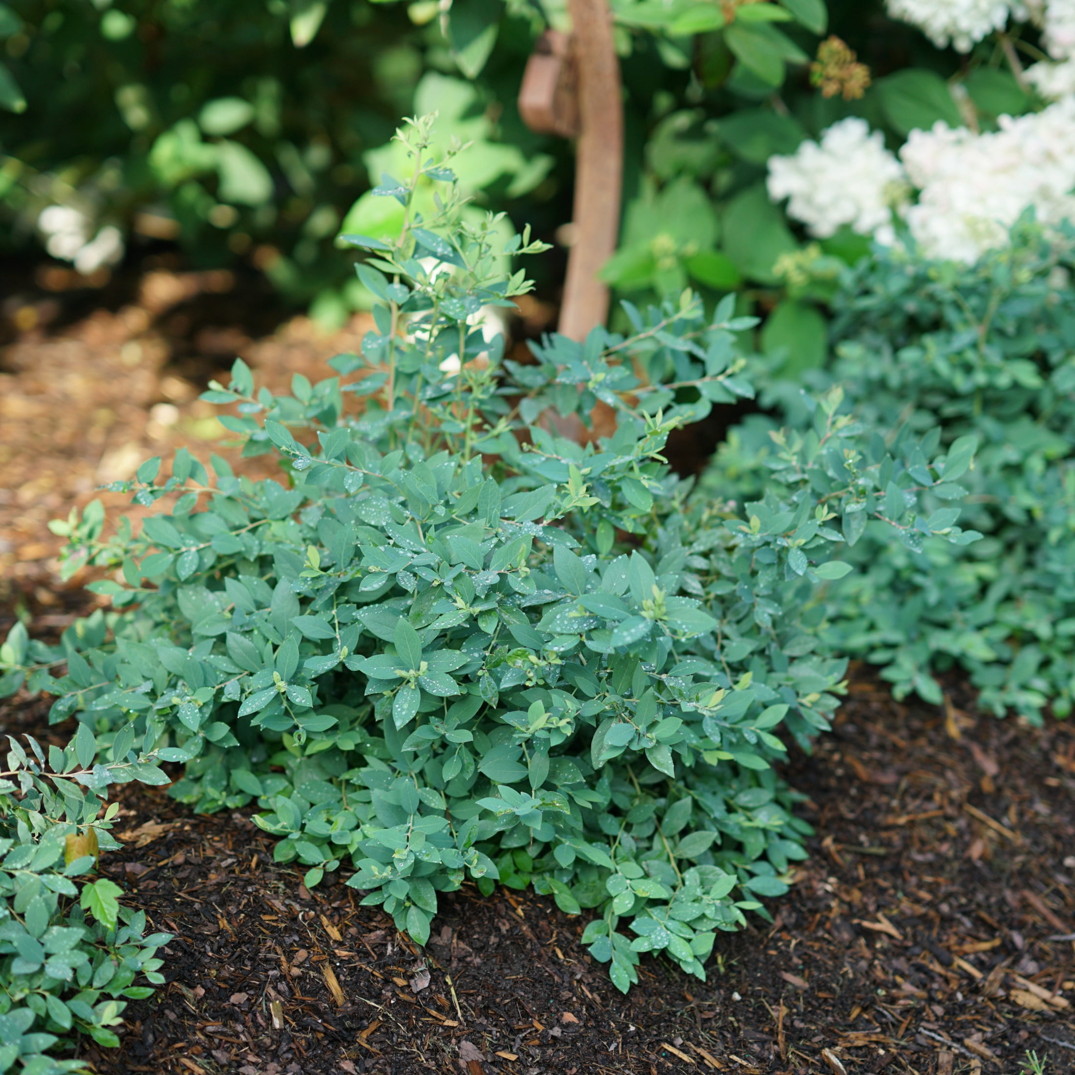 Proven Winners ColorChoice 5" Splendid! Blue Highbush Blueberry Live Plant in 4.5" Pot (4 Count)