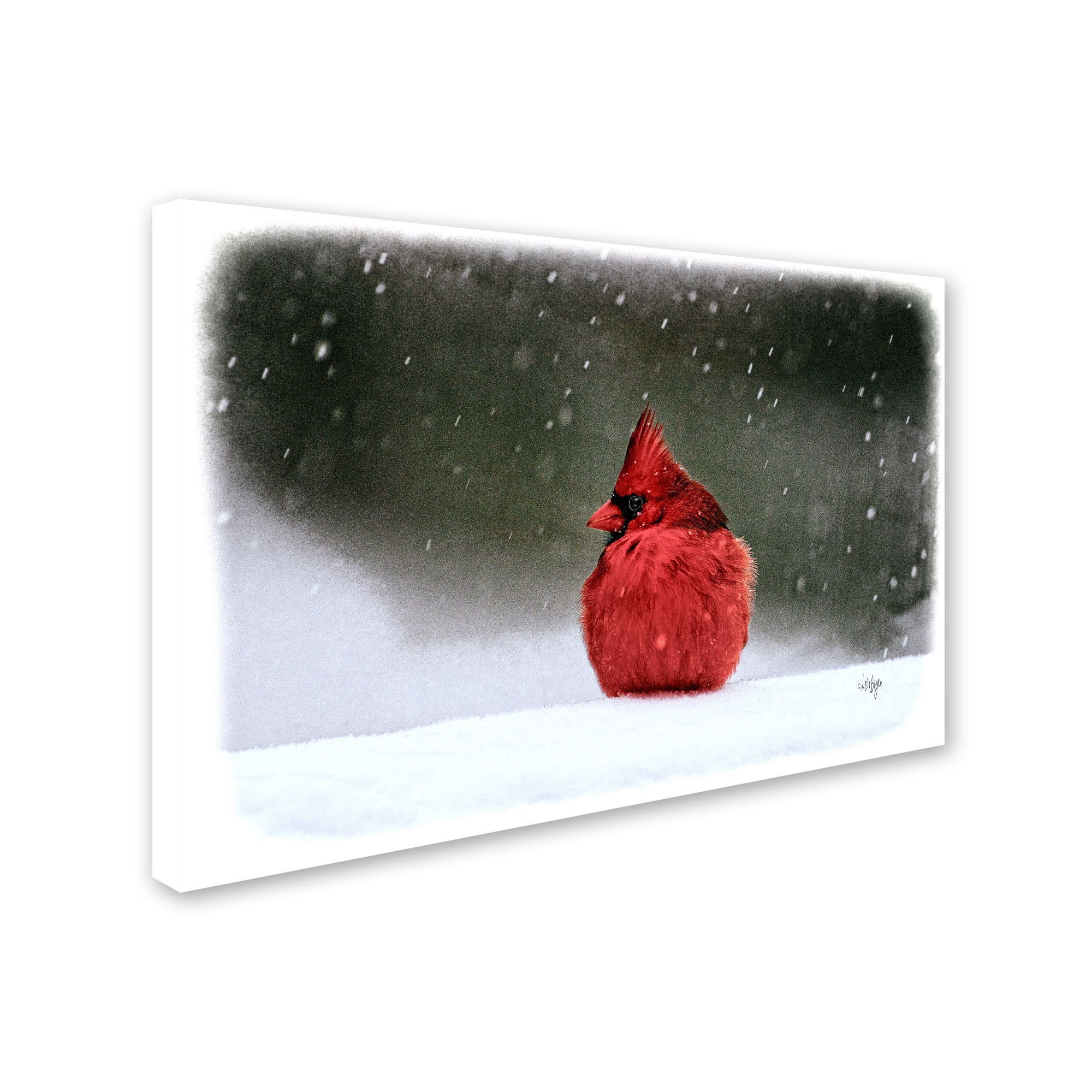 Trademark Fine Art "A Ruby in the Snow" Canvas Art by Lois Bryan