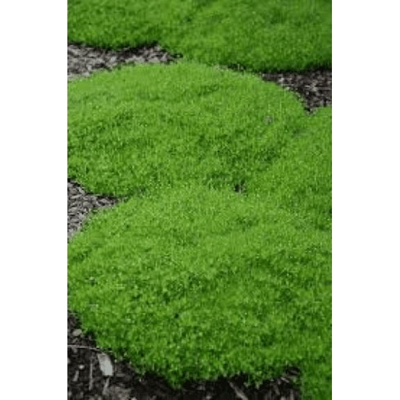 3 Irish Moss Sagina Subulate in 3.5 inch container