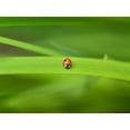 thumbnail image 2 of Frank, Assaf 14x12 White Modern Wood Framed Museum Art Print Titled - Ladybug on leaf, 2 of 4