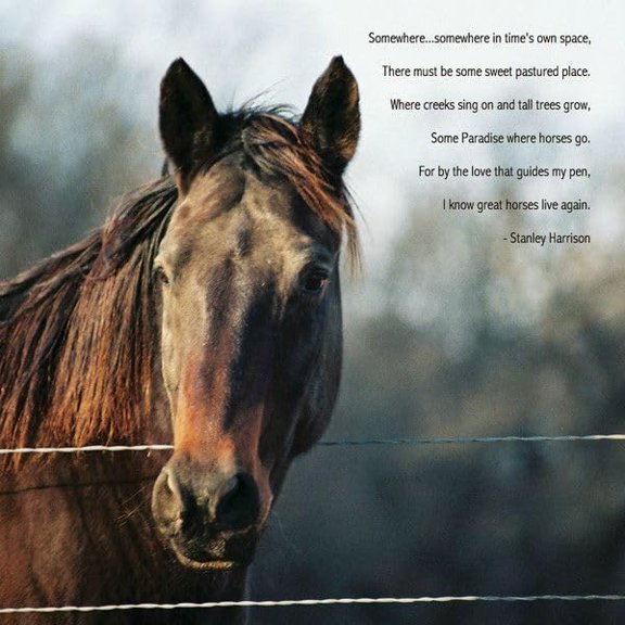 wooden puzzle Horse Portrait Intelligent Game Fit togather a magic Art for home Decoration or Prensent 500 pieces