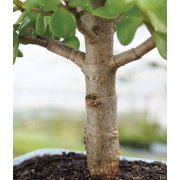 From You Flowers Deluxe Dwarf Jade Bonsai Tree