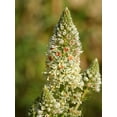 thumbnail image 4 of Earthcare Seeds - Mignonette 250 Seeds (Reseda Odorata) Heirloom - Open Pollinated, 4 of 5