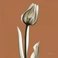 thumbnail image 2 of Koetsier, Albert 26x26 White Modern Wood Framed Museum Art Print Titled - Squash Tulip, 2 of 4
