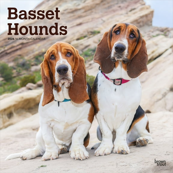 Basset Hounds | 2026 12x24" (Hanging) Wall Calendar | Plastic-Free | BrownTrout