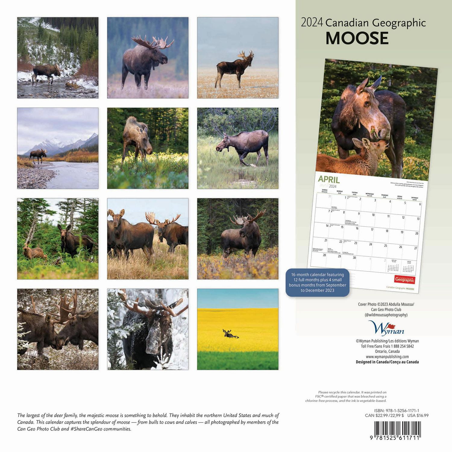 Wyman Publishing Élans par Canadian Geographic 2024 30.48x60.96 CM Mur Carré Calendrier, 9781525611711