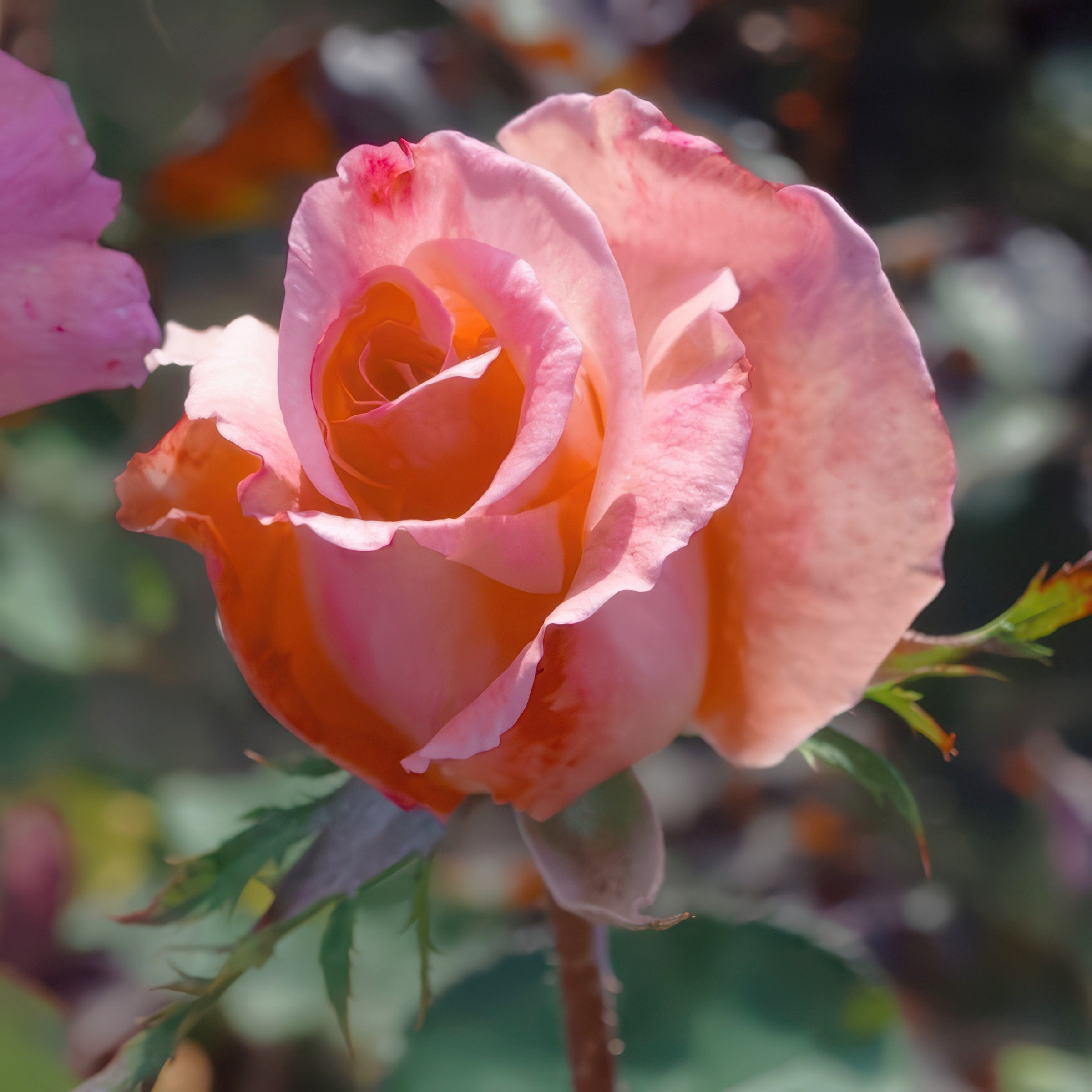 National Plant Network Bare Root Rose Cherish with Apricot Flowers (5-pack)
