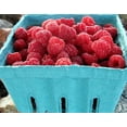 thumbnail image 2 of Heritage Red Raspberry Plant - 3.25" Pot, 2 of 4