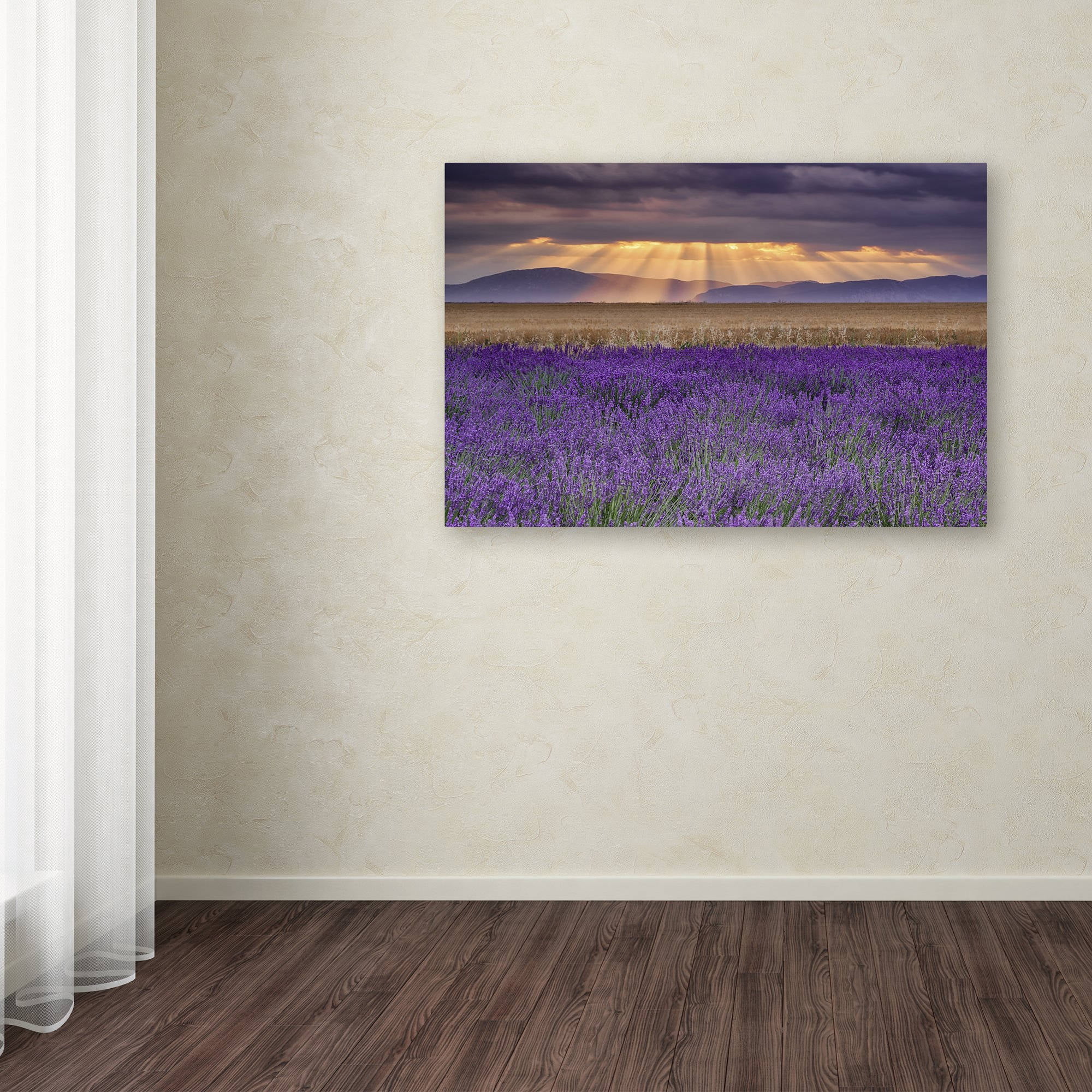Trademark Fine Art "Lavender Sunbeams" Canvas Art by Michael Blanchette Photography