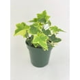 thumbnail image 6 of Algeriensis Ivy Hedera Variegata Live Plants | Elegant Evergreen Climber Indoor Sunlight Plant, 6 of 6