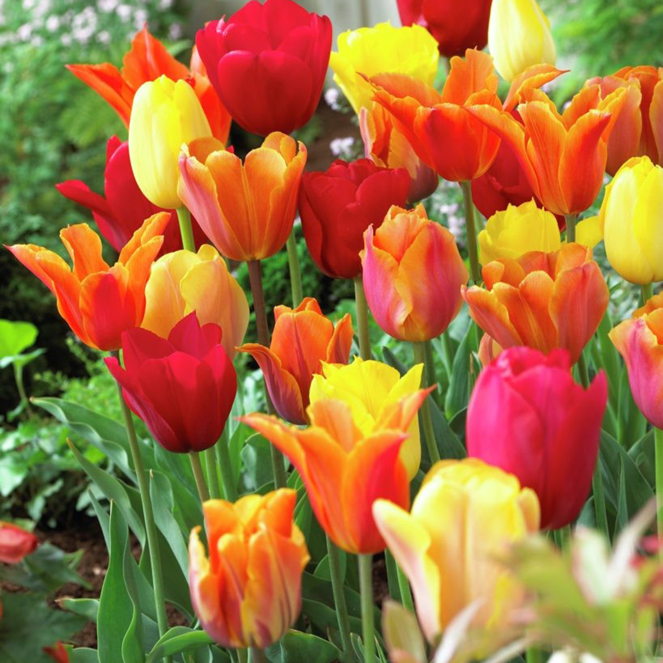 Van Zyverden Tulips Fire Pot Blend Set of 15 Bulbs Multi-Color Part Sun