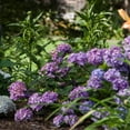thumbnail image 5 of Endless Summer BloomStruck Reblooming Hydrangea Live Shrub in 1-Gallon Grower Pot, 5 of 14