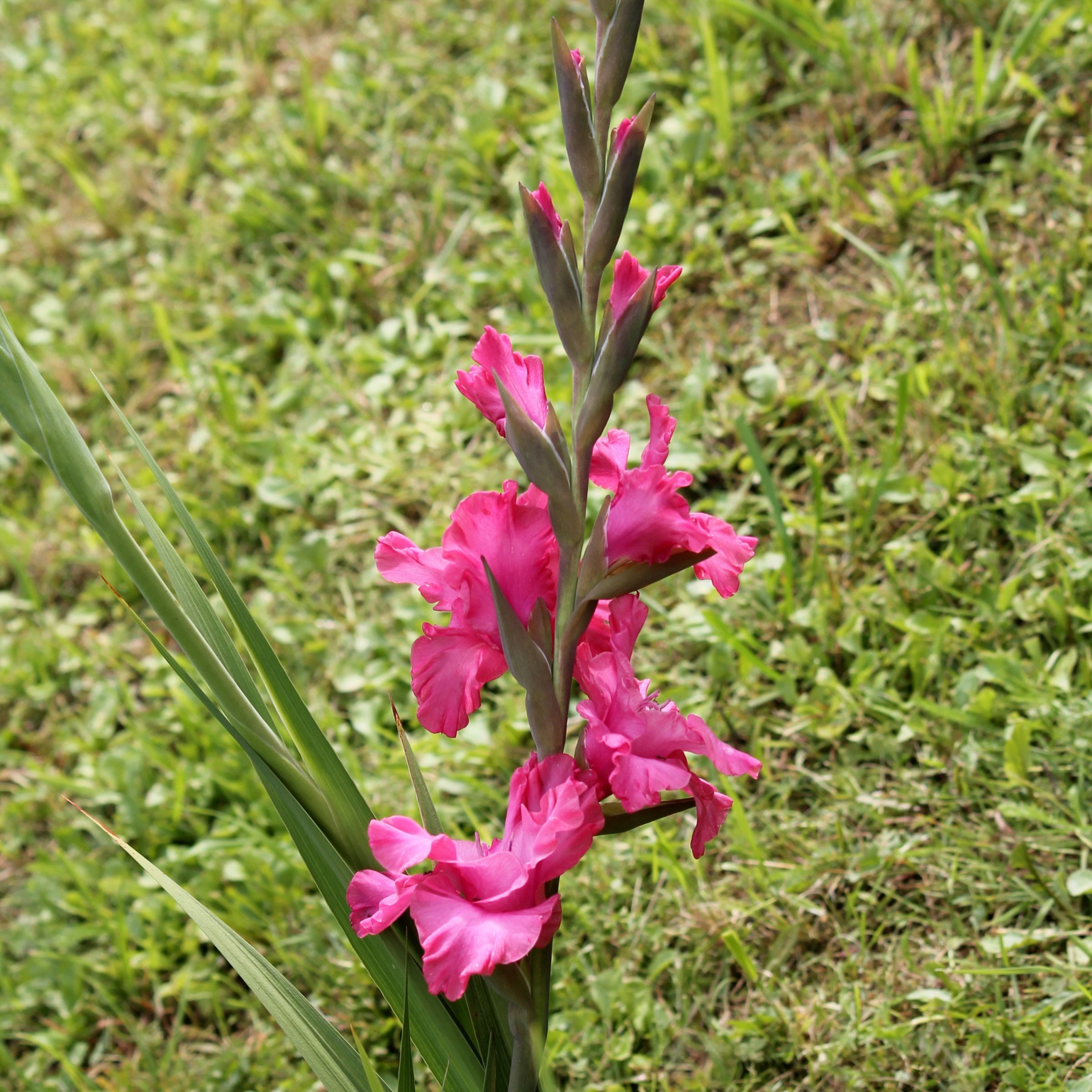 National Plant Network Gladioli Bartok Bulbs (10-Pack)