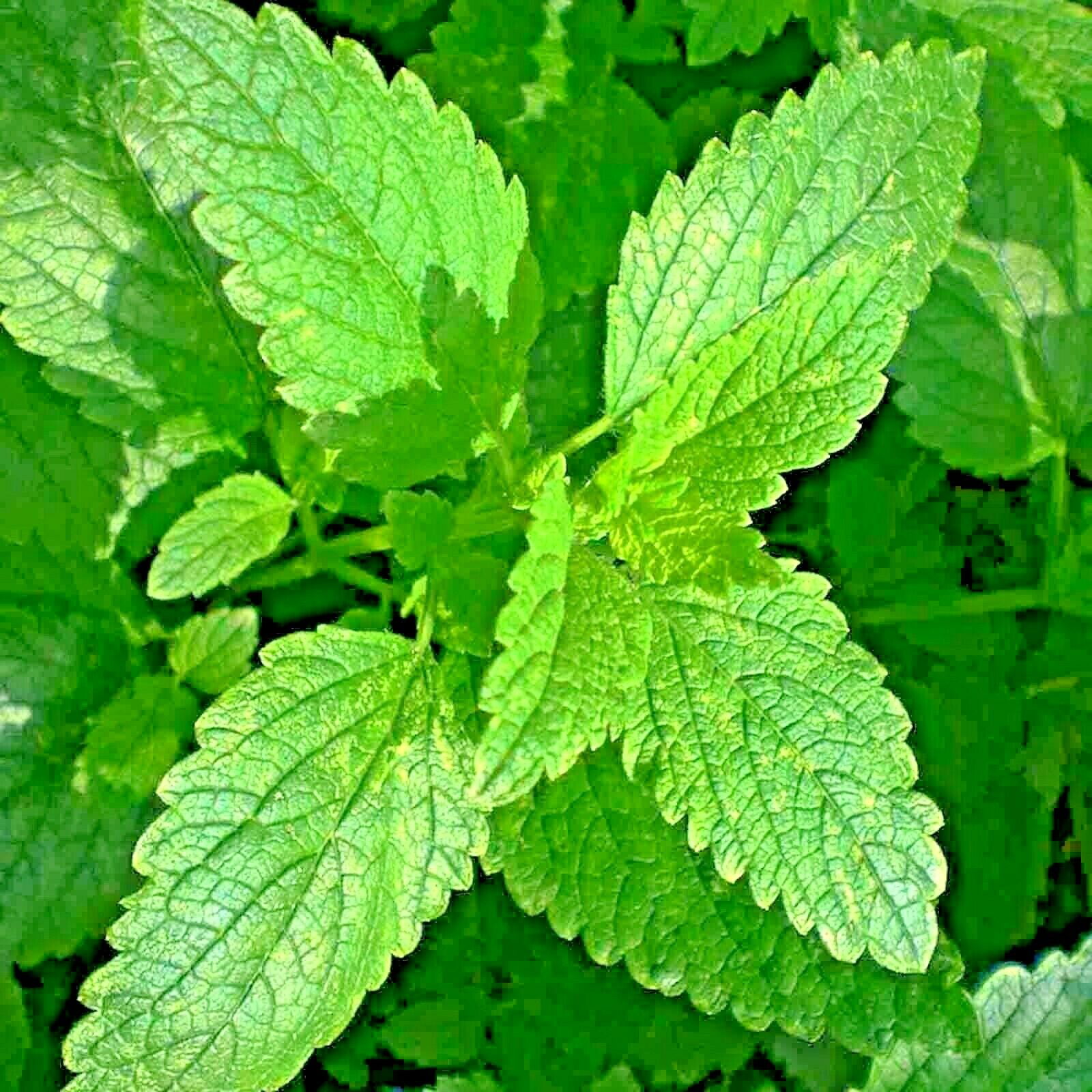 100 Seeds Heirloom Non GMO Mosquito Repellent Details about   Lemon Balm Seeds 